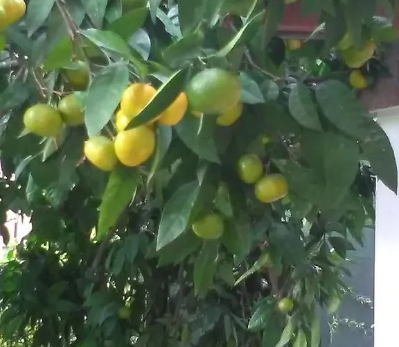 아파트 Stojanka *