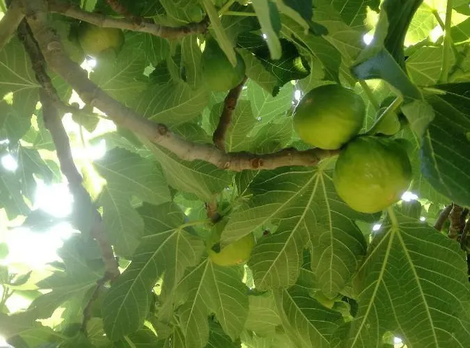 Stojanka 아파트 메덜린