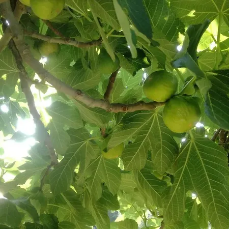 Stojanka Apartmán Medulin